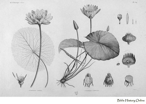 lotus illustrations Nymphaea Lotus, Lotus Plant, Free Illustration Images, Illustration Botanique, Black And White Flowers, Scientific Illustration, Illustration Vintage, Botanical Drawings, Vintage Botanical