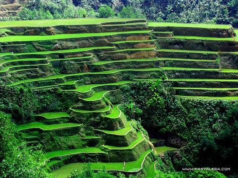 A Peek of Banaue Rice Terraces in Ifugao Banaue Rice Terraces, Banaue, Rice Terraces, Tourist Spots, Unesco World Heritage Site, The Philippines, Natural Wonders, Beautiful World, Wonders Of The World