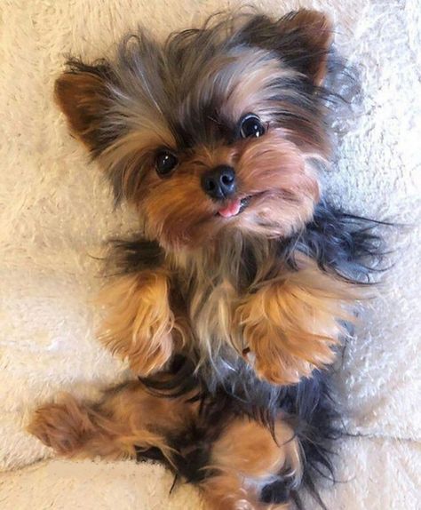 Teacup Yorkie Puppy, Cute Small Dogs, Puppy Mom, Dog Mommy, Very Cute Puppies, Maltipoo Puppy, Super Cute Puppies, Fluffy Puppies, Cute Animals Puppies