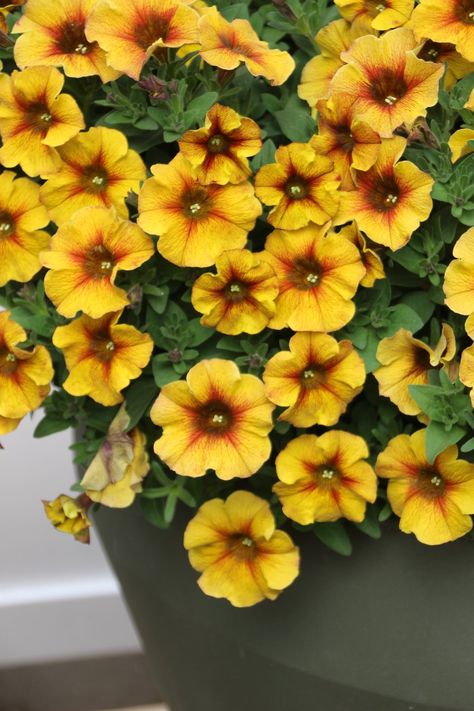 Petunia ‘SuperCal Premium Caramel Yellow’ by Sakata Beautiful Yellow Flowers, Petunia Flower, Outdoor Pots, Annual Flowers, Beautiful Flowers Garden, Garden Club, Bedding Plants, Summer Home, Flower Bed