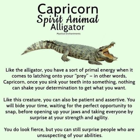 Capricorn Spirit Animal, Capricorn Personality, Spirit Animal Meaning, Animal Meanings, Scorpio And Capricorn, Animal Symbolism, Zodiac Capricorn, Animal Totems, Spirit Guides