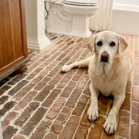 Vintage Brick Salvage LLC on Instagram: "And we are off and running in the 2021 Bricksalvage.com photo contest! Amy O. from Fort Myers FL has made a strong move out of the gate featuring “Scarlett” cooling off on a Real Antique Chicago Brick Veneer Tile bathroom floor. #thinbrick #brickfloors #antiquebrick. #antiquebrick #Chicagobrick #bricksalvage #reclaimedbrick" Brick Floor Bathroom Ideas, Brick Veneer Bathroom, Brick Floor In Bathroom, Brick Flooring Bathroom, Brick Tile Bathroom Floor, Brick Entryway Floor, Brick Bathroom Floor, Brick Floor Bathroom, Brick Tiles Bathroom