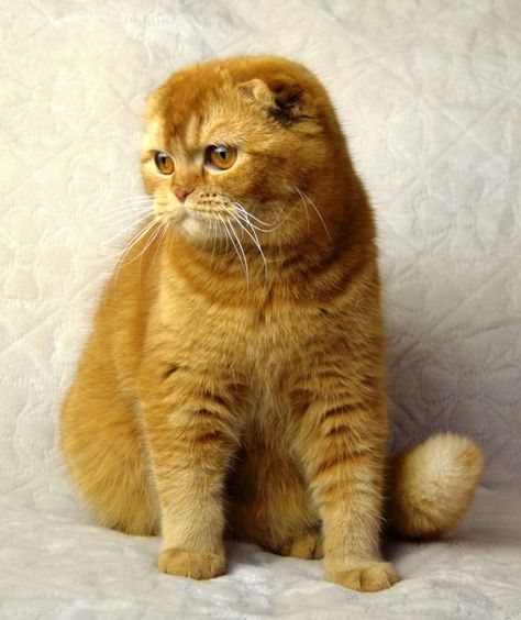 chats gros toutous Scottish Fold Cat, Fold Cat, Super Cute Cats, Cutest Cat, Fancy Cats, Scottish Fold, On Earth, I Tried, Cute Cat