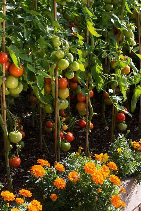 Small Vegetable Gardens, Backyard Vegetable Gardens, Veg Garden, Home Vegetable Garden, Vegetable Garden Design, Food Garden, Fruit Garden, Garden Layout, Veggie Garden