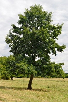 Alder Tree, Pale Wood, Sacred Tree, Alder Wood, Soil Improvement, Winter Photos, Photo Tree, Beautiful Flower Arrangements, Photo On Wood