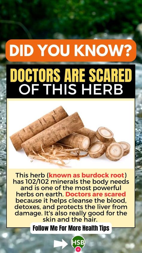 🌿 Unleash the Power of Burdock Root: Your Secret to Natural Wellness! 🌱✨ Welcome to our page dedicated to the incredible health benefits and uses of burdock root. Join us on a journey to discover the hidden treasures of this versatile plant and how it can revolutionize your approach to natural wellness. 🌟 #DidYouKnow #burdockroot #healthandwellness #healthcare | Health Spirit Body | Health Spirit Body · Original audio Burdock Root Benefits, Wild Food Foraging, Herbal Remedies Recipes, Sick Remedies, Sugar Free Diet, Burdock Root, Herbal Healing, Home Health Remedies, Herbs For Health