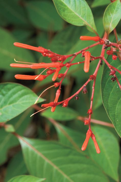 Firebush | These Florida-native flowers and trees thrive in heat. Landscaping Drought Tolerant, Florida Native Plants, Small Yellow Flowers, Picky Kids, Florida Gardening, Succulent Landscaping, Drought Tolerant Landscape, Southern Garden, Baked Macaroni