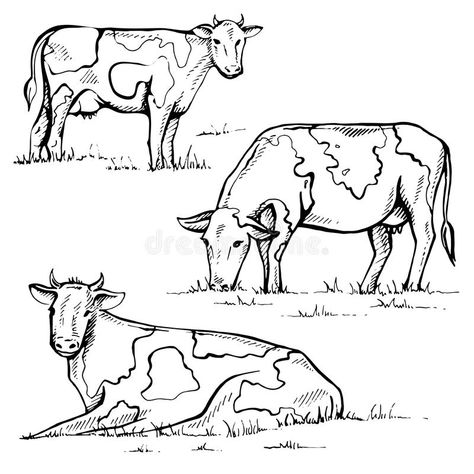 Vintage Cow Drawing, Cow Standing Up Drawing, Cow Eating Grass Drawing, Cow Sitting Drawing, Farm Sketch Simple, Cow Reference Drawing, How To Draw Cows, Cow Drawings Easy, Cow Drawing Sketch