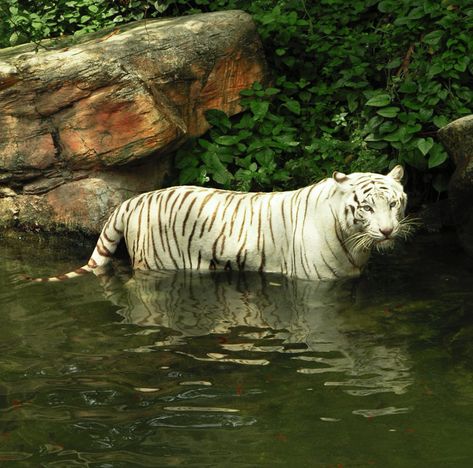 white tiger standing in water Pet Checklist, Tiger Standing, Standing In Water, Exotic Pet, White Tigers, White Tiger, Exeter, In The Wild, Exotic Pets