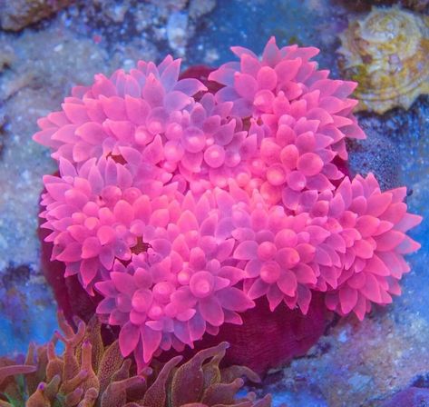 Pink Coral Reef, Bubble Tip Anemone, Ocean Plants, Sea Anemone, Saltwater Tank, Reef Aquarium, Pink Bubbles, Soft Corals, Colorful Fish