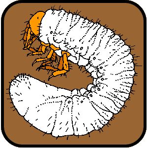 Turfgrass - Masked Chafer Grubs | Department of Entomology Grub Drawing, Bug Design, Life Cycles, Lion King, Tattoo Ideas, Lion, Fan, Drawings, White