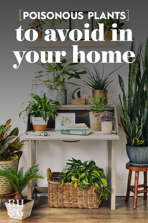 Houseplants add color, beauty, and life to our homes, but some should be grown with a little extra caution. Keep pets and children safe today with our list of some common poisonous plants. #gardening #gardenideas #indoorgardening #bhg Decorating With Plants, Rogers Gardens, Planter Project, Indoor Trees, Poisonous Plants, Bathroom Plants, Plant Decor Indoor, Bedroom Plants, Plant Aesthetic