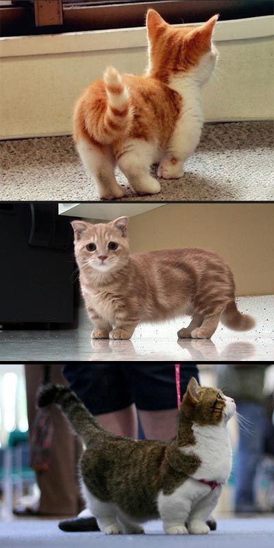 I really don't ever want to have cats again...but these might draw me back in:) Munchkin Cats, Pictures Of Cats, Munchkin Cat, Söt Katt, Image Chat, Cute Kittens, Cute Creatures, On The Floor, Beautiful Cats