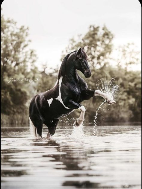 Wild Horses Photography, Cute Horse Pictures, Beautiful Horse Pictures, Horse Inspiration, Horse Wallpaper, Horse Aesthetic, Most Beautiful Horses, Majestic Horse, Horse Equestrian