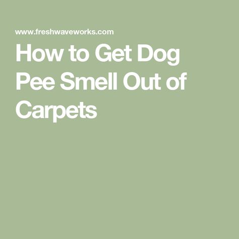 How to Get Dog Pee Smell Out of Carpets Pee Smell Out Of Carpet, Remove Urine Smell, Dog Pee Smell, Pee Stains, Pee Smell, Smelly Dog, Stinky Dog, Pet Odor Eliminator, Urine Smells