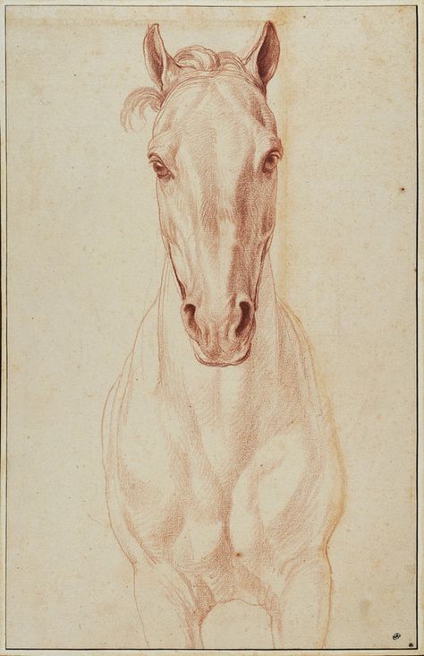 Bouchardon’s ‘Horse head, front view, study for the Monument to Louis XV’ Horse Face Drawing, Horse Head Drawing, Horse Art Drawing, Painted Horses, Horse Sketch, Horse Anatomy, Horse Inspiration, Drawing Heads, Horse Face