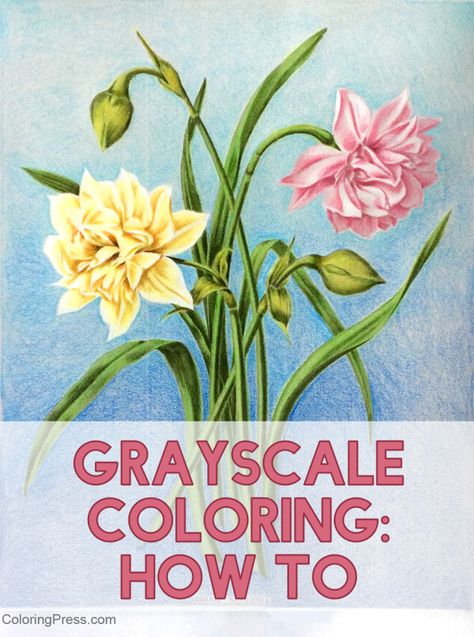 Grayscale Coloring Tutorial: Basic How To – Coloring Press Grayscale Coloring Tutorial, How To Color Grayscale, Grayscale Tutorial, Animal Coloring Sheets, Colored Pencil Lessons, Greyscale Colour, Colouring Tips, Colored Pencil Art Projects, Watercolor Pencil Art