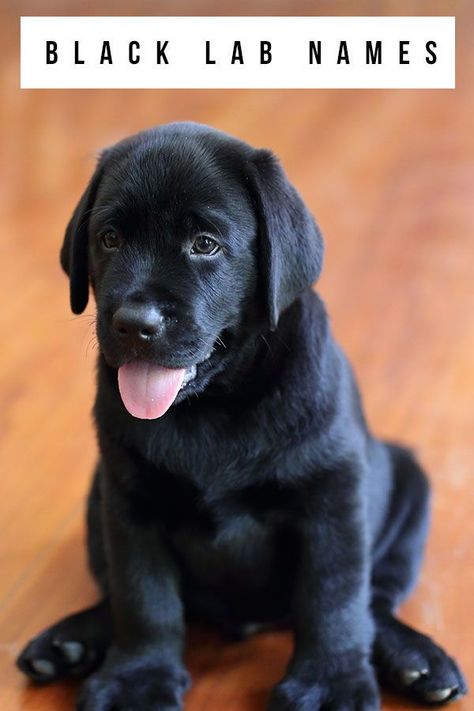 Black Lab Names – Unique Ideas For Naming Your New Black Lab Black Lab English, Black English Lab, Labs Dogs, Black Dog Names, Black Lab Names, Lab Pups, Labrador Names, Black Lab Puppy, Dog Names Unique