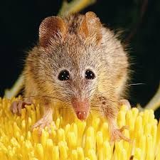 Honey Possum, Australian Animals, Creature Feature, Silly Animals, Weird Animals, Cute Creatures, Nature Reserve, Rodents, Western Australia