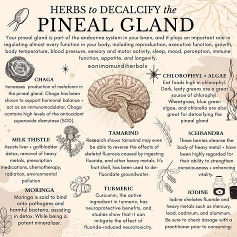 A N I M A M U N D I Apothecary on Instagram: “Your pineal gland 👁 known as the third eye, is part of the endocrine system in the brain. It plays an important role in regulating major…” The Endocrine System, Herbal Education, Medical Herbs, Magia Das Ervas, Magic Herbs, Pineal Gland, Herbal Recipes, Herbal Apothecary, Natural Healing Remedies