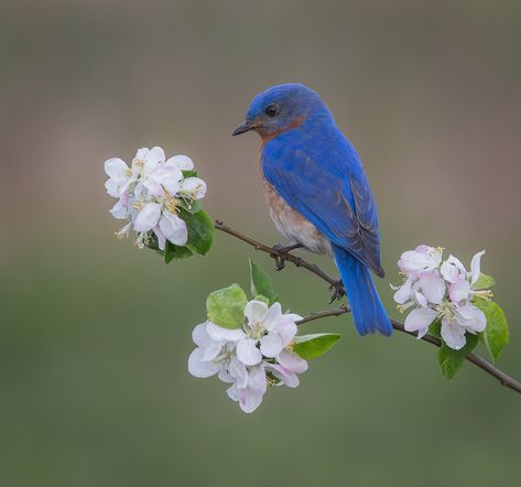 Watercolors Birds, Bluebird Tattoo, Birds Photography Nature, Blue Bird Art, Butterfly Art Painting, Eastern Bluebird, Wild Creatures, Bird Pictures, Woodland Creatures