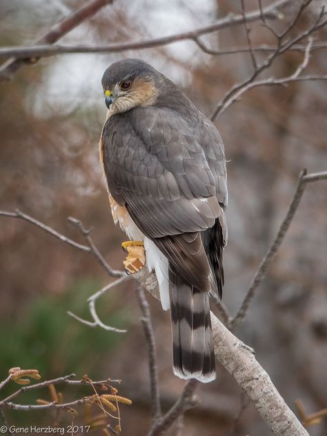 Sharp Shinned Hawk, Hawk Bird, Raptors Bird, Wood Owls, Bird Quotes, Crochet Birds, Bird Wallpaper, Birds Tattoo, Backyard Birds