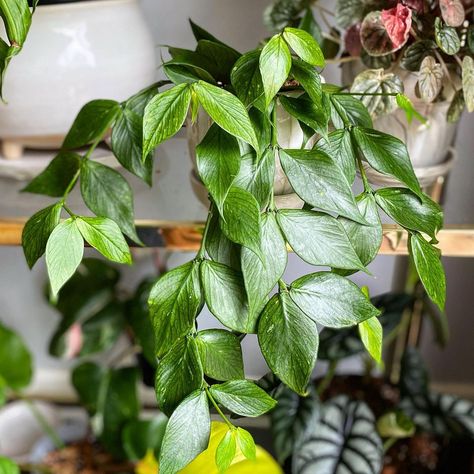 Hoya Polyneura Broget, Hoya Polyneura, Wishlist Plants, Indoor Oasis, Trailing Plants, What Is Your Favorite, Dream Garden, Green Plants, Green Thumb