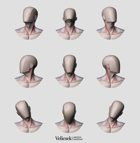 ArtStation - Main shapes & Muscles of the Neck Position Reference, Animated Anatomy, Muscles Of The Neck, Neck Drawing, Drawing Hair Tutorial, Perspective Drawing Lessons, 얼굴 드로잉, Human Anatomy Drawing, Human Anatomy Art