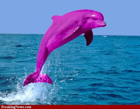 A purple dolphin, It's real Pink Dolphin Wallpaper, Dolphin Wallpaper, Dolphins Tattoo, Green Dolphin, River Dolphin, Pink Dolphin, Water Animals, Rare Animals, Ocean Creatures