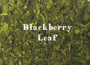 blackberry-leaf__large Blackberry Leaves Benefits, Blackberry Leaf Tea, Blackberry Leaf Benefits, Tincture Recipes, Herbal Salve Recipes, Healing Teas, Blackberry Leaf, Herbal Medicine Cabinet, Blackberry Tea