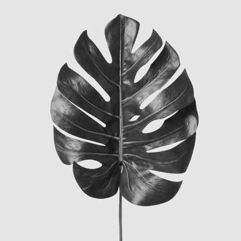 Gray Photos, White Photo Wall, Coffee Icon, Black And White Photo Wall, Flower Plant, White Photo, Editing Pictures, Flora And Fauna, Plants Flowers