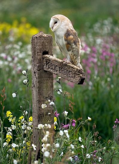 Springtime ༺ß༻ Beautiful Owl, Owl Bird, Wise Owl, Pretty Birds, Barn Owl, Birds Of Prey, Bird Watching, 귀여운 동물, Beautiful Creatures