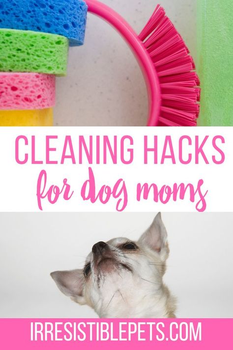 Cleaning With Pets, Dog Donut, Dog Hair Cleaning, Biscuits Homemade, Holistic Home, Dog Mom Life, Donut Recipe, Dog Smells, Dog Ramp