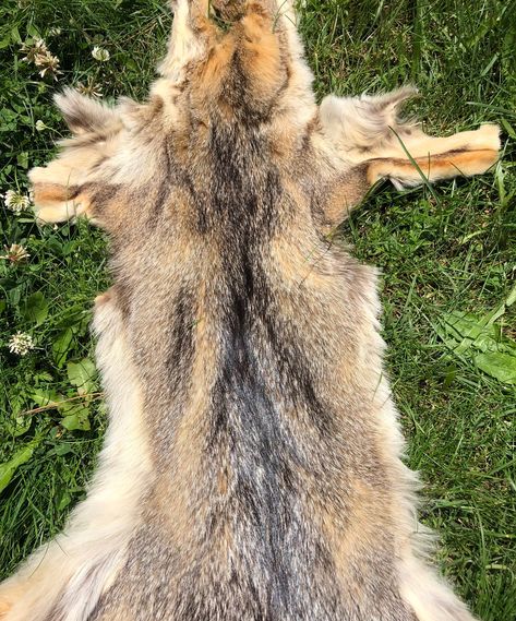 Coyote Hide Natural Color Jackal Fur Genuine Wild Animal Skin for Taxidermy Luxury Tanned Coyote Pelt Soft - Fluffy - Odorless Fur. Real shiny, soft, fluffy and odorless coyote skin. This coyote fur is very cleanly tanned so there is absolutely no odor to the fur or leather. The hairs on the fur part of the hide are very durable and soft. Buddha made the fur very light and soft. There is absolutely no breakage or shedding in the fur part of the coyote skin. It has been carefully tanned to avoid Coyote Pelt Ideas, Coyote Taxidermy, Vulture Culture, Coyote Fur, Animal Hide, Animal Fur, Sheep Leather, Animal Skin, Wild Animal