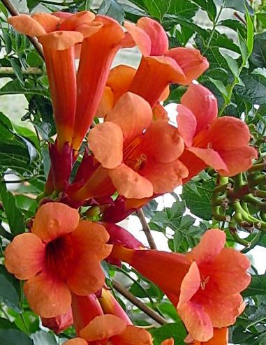 Flowering Creepers, Hummingbird Vine, Trumpet Vines, Vine Fence, Trumpet Creeper, Campsis Radicans, Climber Plants, Soil Types, Vine Trellis