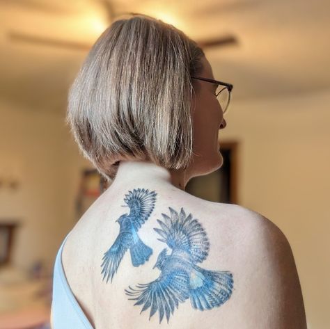 Matted pair of Steller's Jays in flight together. Soaring to new heights. Stellers Jay, Jay Tattoo, Seasons Of Life, In Flight, Jay, Flight, Tattoos