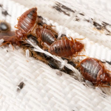 How to check for bedbugs: Signs to look for in your room, plus what a bite looks like — USA TODAY Signs Of Bed Bugs, Living In Arizona, The Hollywood Bowl, List Of Animals, Texas City, Creepy Crawlies, Bed Bugs, Animals Of The World, Pest Control