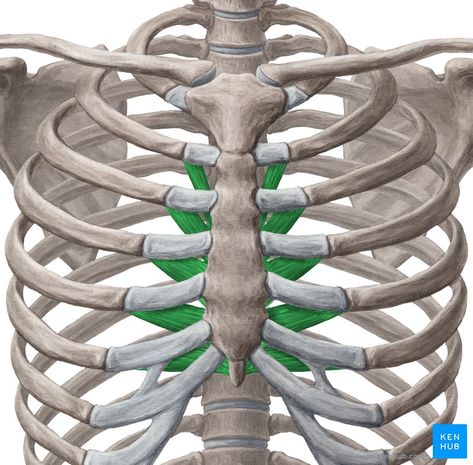 Transversus thoracis: Origin, insertion, function | Kenhub Thoracic Cage, Thoracic Cavity, Transversus Abdominis, Subclavian Artery, Arteries And Veins, Spinal Nerve, Muscle Anatomy, Jpeg Images, Medical Anatomy