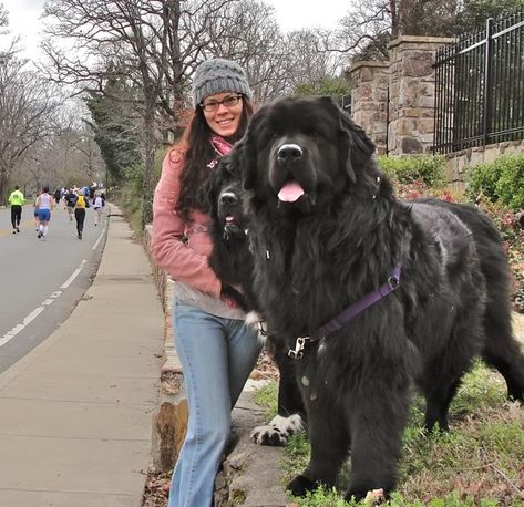 A massive Newfoundland Big Dog Breeds, Tibetan Mastiff, Huge Dogs, Giant Dogs, Newfoundland Dog, Dog Info, Large Dog Breeds, Therapy Dogs, Newfoundland