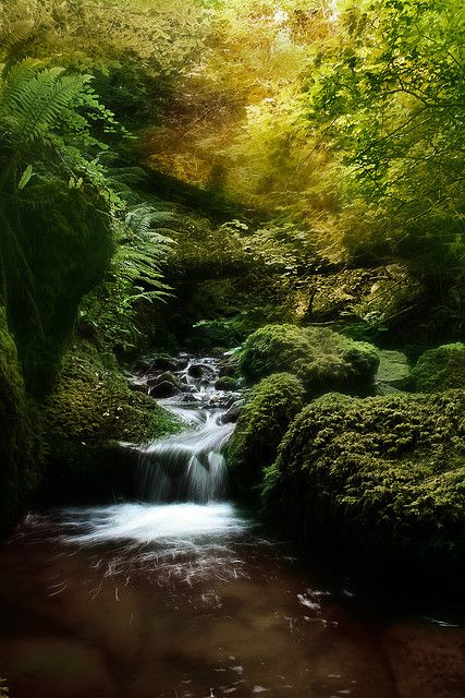 Fern Valley by RobMcA Photography Outdoorsy Style, Nature Valley, Peaceful Living, Nature Garden, Nature Images, Planet Earth, 404 Error, Family Vacation, Fern