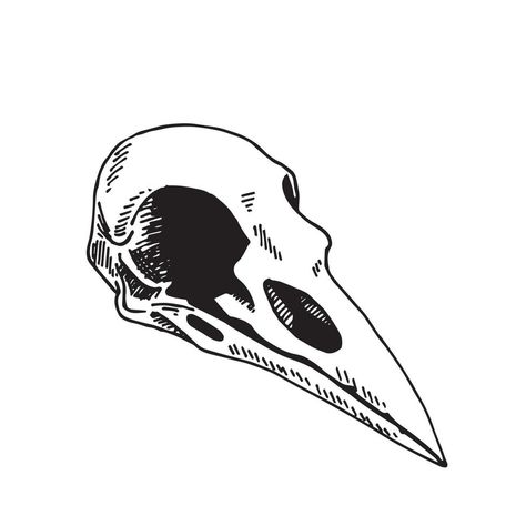 Bird Skull Drawing Reference, Bird Skull Illustration, Gothic Symbols Art, Bird Skull Embroidery, Crow Skull Tattoo Design, Animal Skull Line Art, Bird Skull Art, Crow Head Drawing, Bird Skull Tattoo Design