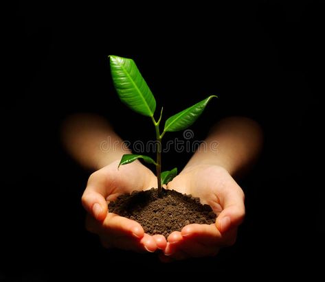 Plant. Hands holding sapling in soil on black , #spon, #holding, #Hands, #Plant, #black, #soil #ad Agriculture Photography, Rice Plant, Save Nature, Event Poster Design, Hands Holding, Green Nature, Mini Garden, Fertility, Agriculture