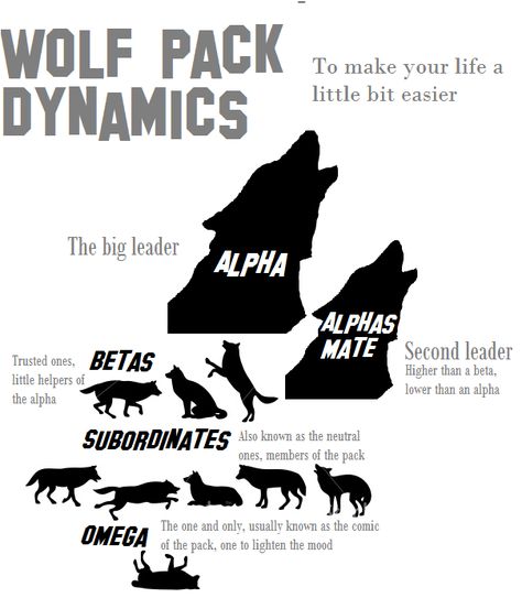 Just to make your life a little bit easier, I made this pretty quickly for everyone that’s interested about wolf pack dynamics at all. Some people might have different opinions about this, but this... Wolf Ranks, Lup Singuratic, Different Animals, Wolf Stuff, Wolf Quotes, 강아지 그림, Wolf Love, She Wolf, Wolf Pictures