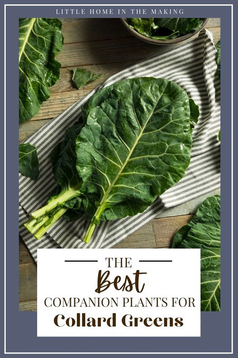 If you're looking for a companion planting guide for your favorite vegetables, look no further! These companion plants for collards will help you grow the best collard greens possible! Companion planting is one of the BEST gardening ideas and is great for the beginner vegetable gardener. Get better yields, fewer pests, and abundant growth with this easy vegetable gardening method. Collard Green Companion Plants, Planting Collard Greens, Growing Collard Greens, Collar Greens, Collard Plant, Best Companion Plants, Companion Planting Guide, Collard Green, Companion Gardening