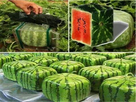 Japanese farmers grow watermelons in a transparent glass box and they grow naturally in a cube shape. Urban Greenhouse, Square Watermelon, Growing Melons, How To Grow Watermelon, Gardening Products, Vertical Vegetable Gardens, Bucket Gardening, Vegetable Garden Tips, Veggie Patch