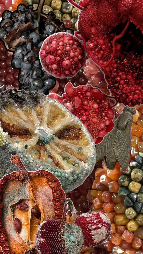 Natural Forms Reference, Natural Decay Art, Natural Forms Mood Board, Natural Forms Art Alevel, Decay Art Gcse, Natural Forms Mood Board Gcse, Mould Photography, Rotting Fruit Art, Decaying Food Art