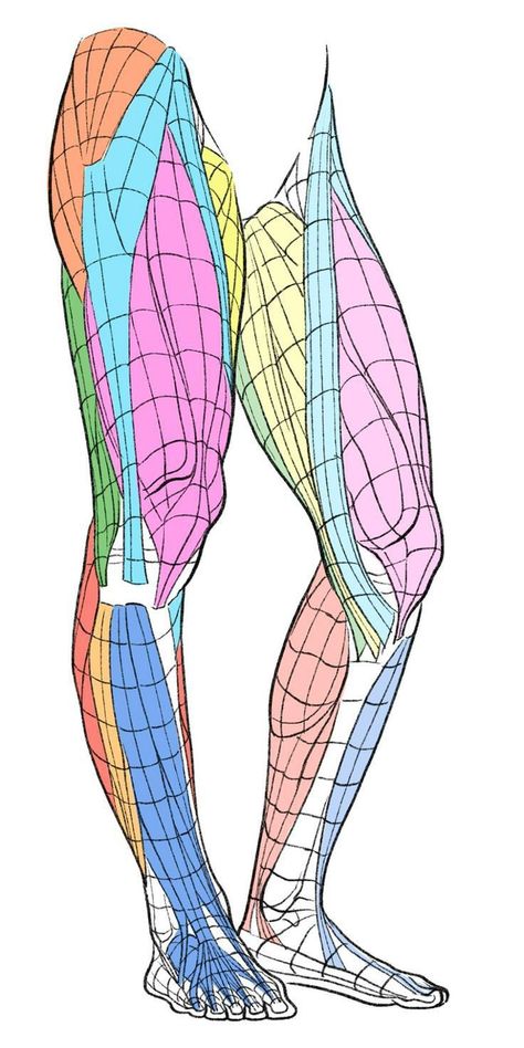 Human Leg Anatomy Reference, Leg Construction Drawing, Muscular Leg Drawing, Hip Anatomy Reference, Ab Muscles Anatomy, Thigh Muscles Reference, Pec Anatomy, Muscle Legs Reference, Wow Concept Art