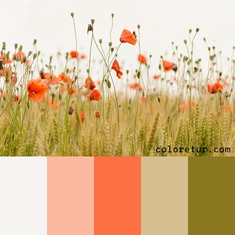 Wildflower Color Scheme, Meadow Color Palette, Wild Flower Decor, Wild Flower Color Palette, Wild Flower Wedding Theme Color Schemes, Vip Aesthetic, Hungary Wedding, Poppy Color Palette, Interior Palette