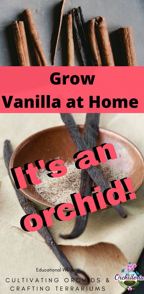 Grow Vanilla, Grow Vanilla Beans, Pink Lady Slipper, Phalaenopsis Orchid Care, Vanilla Planifolia, Indoor Orchids, Vanilla Plant, Orchid Planters, The Aztecs