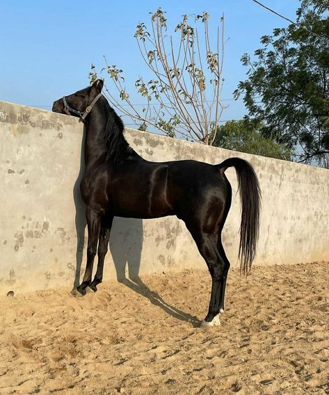 Black | stallion | Kala Kanta × Kaato (by Rajhans – by Rajtilak) Horse Snapchat Story, Car Snaps, Black Stallion Horse, Khan Khan, Mahindra Cars, Horsey Life, Marwari Horses, Mo Money, Emoji Photo